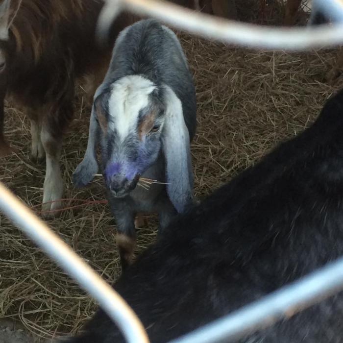 945897_10204173373775181_3432479867117867248_n