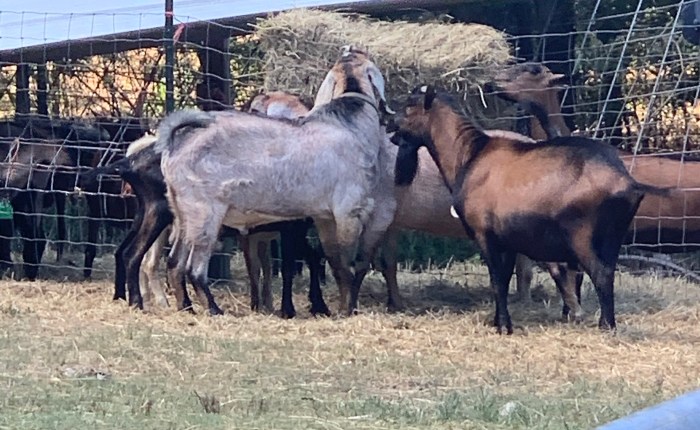 Walk the Goat&nbsp;Walk