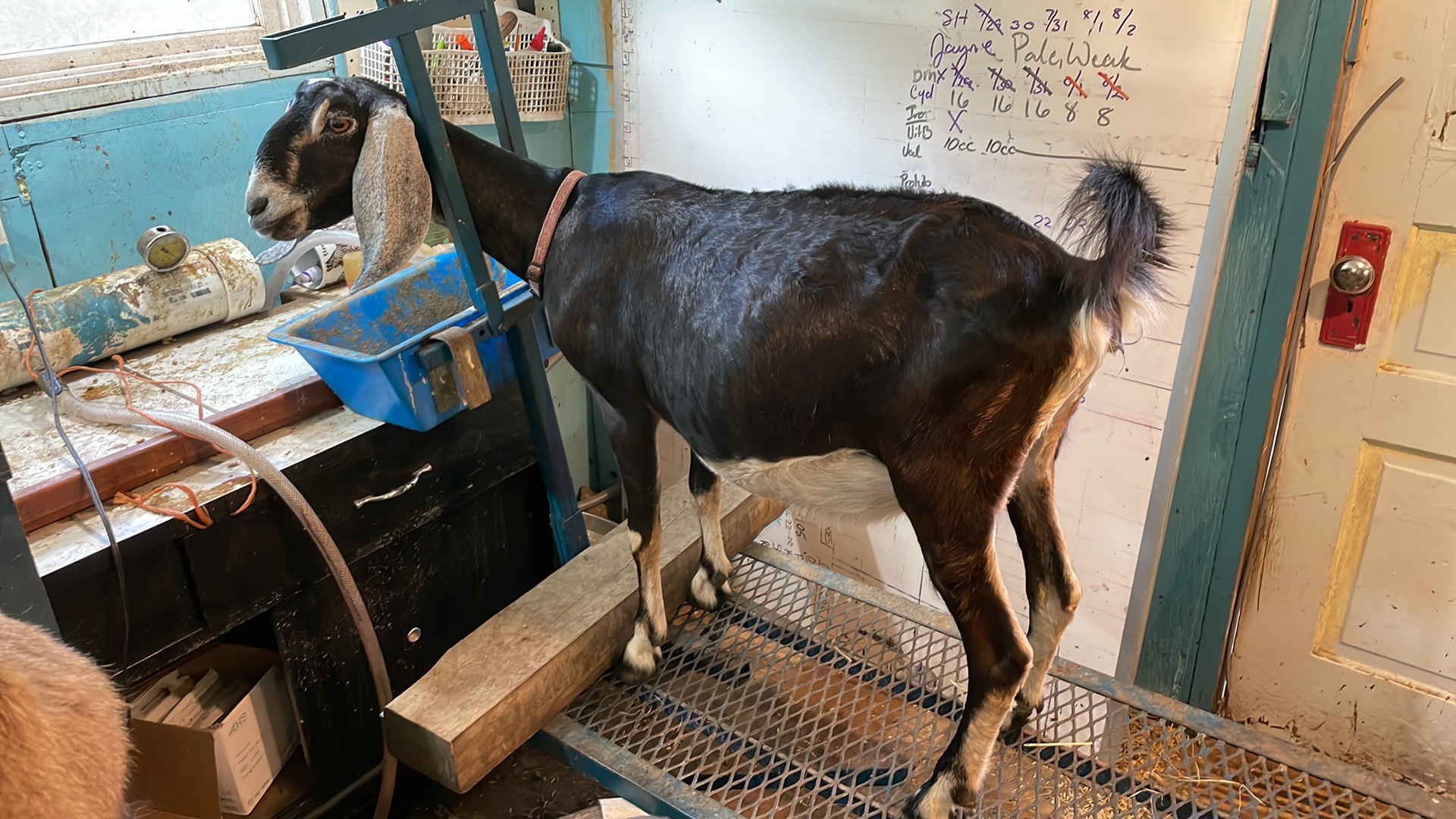 Nubian – Goatroper Farms