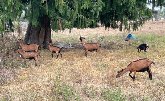 Breedings Confirmed!